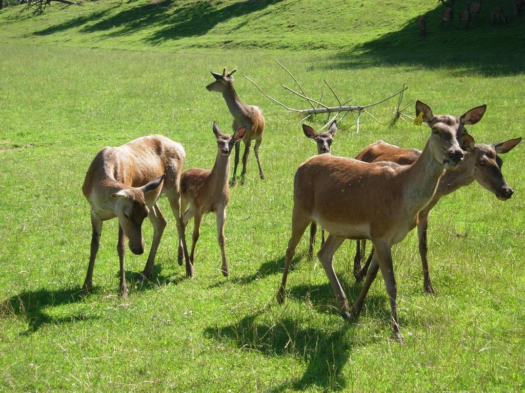 Am Jaukhof Familie Stiendl Villa Neudorf im Sausal Buitenkant foto